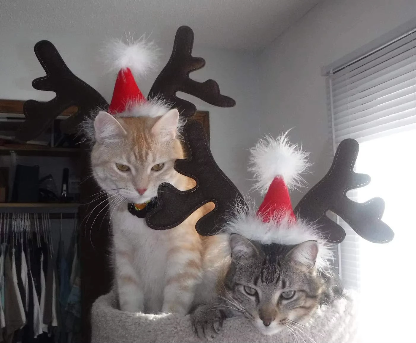 kf-Sf0a24af715da4228b98790d5da9fba4d2-Christmas-Dog-Supplies-Elk-Reindeer-Antlers-Headband-Santa-Hat-Pet-Christmas-Cool-Dog-Costume-Cute-Headwear