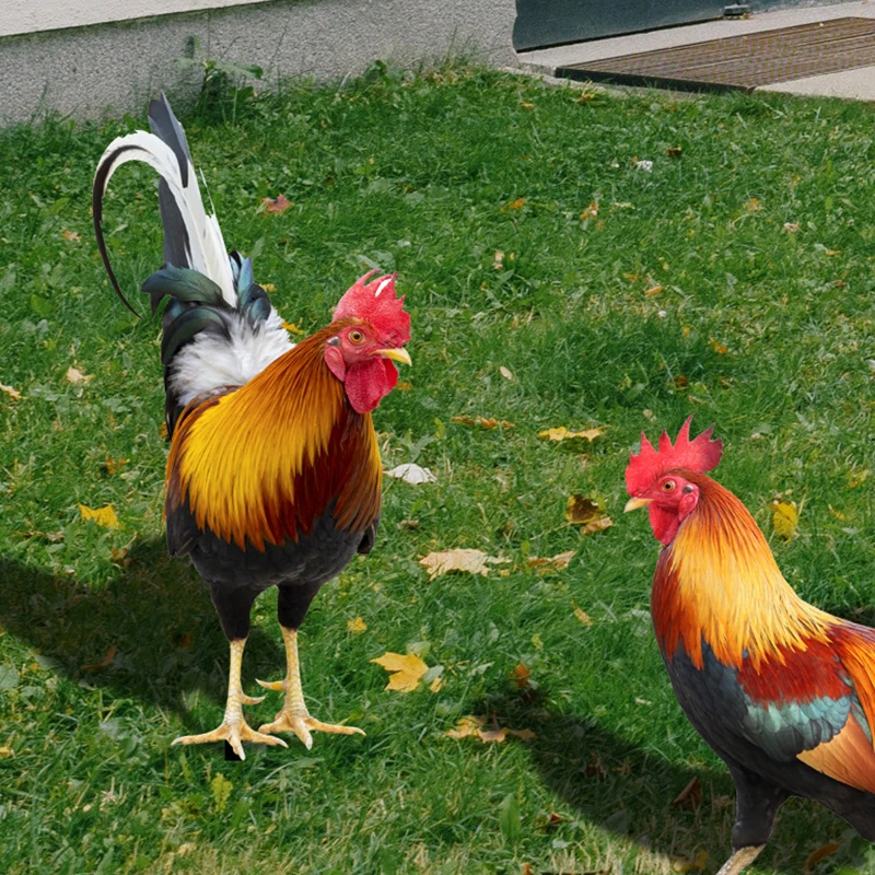 kf-S37a9896cd7f649b2bfa988b325c3a608R-Garden-Rooster-Statue-Chicken-Sculpture-For-Yard-Decor-Weatherproof-Hen-Figurine-For-Patio-Backyard-Home-Outdoor