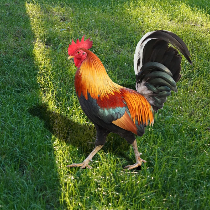 kf-Sa63ab1854d244099817add287b0487c7e-Garden-Rooster-Statue-Chicken-Sculpture-For-Yard-Decor-Weatherproof-Hen-Figurine-For-Patio-Backyard-Home-Outdoor