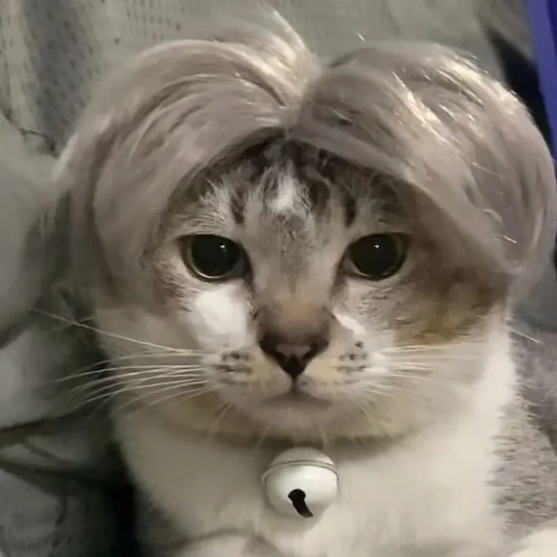 kf-Sba56cc8e8c114410a3b28f2d1b69e475k-Pet-Cat-Dog-Cosplay-Wig-Weird-Funny-Wig-Personalized-Holiday-Party-Dress-Up-Dog-Wig-Cute